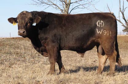 clark captain mhf w911 whose plenty synergy calves birth son weight low style