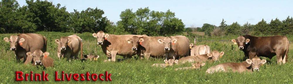 Brink Livestock