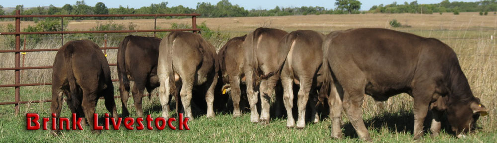 Brink Livestock