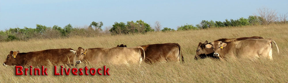 Brink Livestock